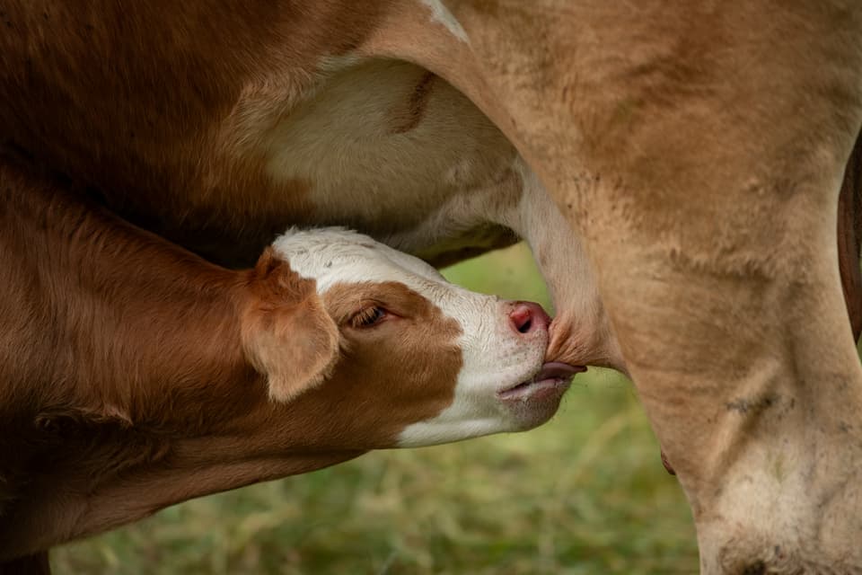 Beneficios y riesgos asociados al uso de leche de descarte en la alimentación de terneros