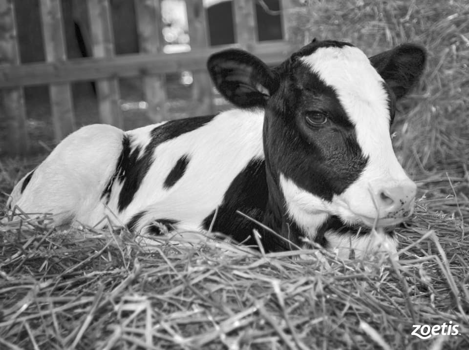 Leche barata y límite de producción: ¿qué hago con la recría?